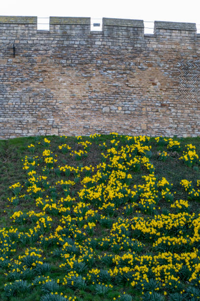 Spring daffodils outside Lincoln city walls