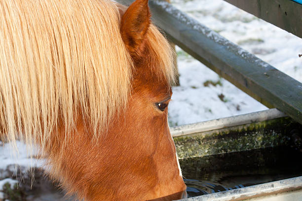 Pony drinking from water trough on snowy winters day.