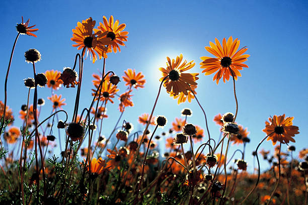 Namaqua flowers stock photo