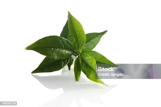 フレッシュなグリーンティーの葉 - 茶葉のストックフォトや画像を多数ご用意 - 茶葉, 緑茶, 葉