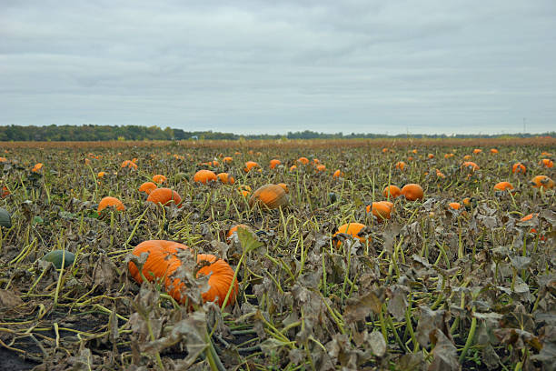 Halloween Pumpkin Patch stock photo