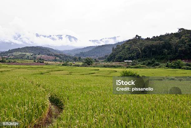 Rice Terrace Stock Photo - Download Image Now - Horizontal, Millet Terrace, No People