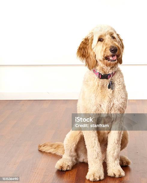 Doodle Hund Stockfoto und mehr Bilder von Gekritzel - Zeichnung - Gekritzel - Zeichnung, Irischer Setter, Hund