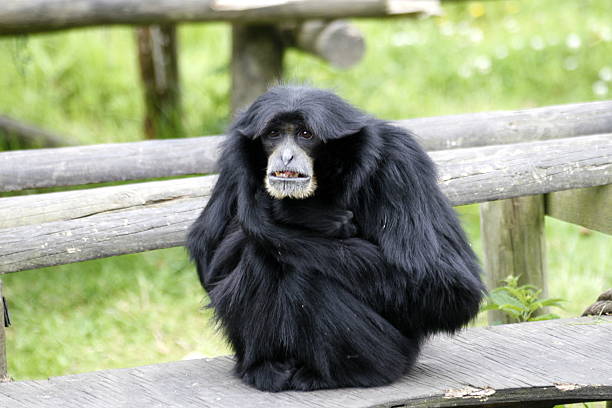 Monkey in zoo with comical expression on her face and good? hair style.