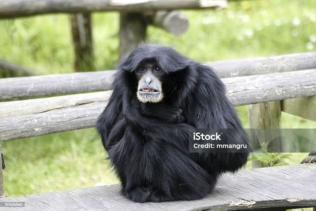Foto de Bom Dia De Macaco Cabelo e mais fotos de stock de Animais Machos - Animais Machos, Animal arbóreo, Bolsa - Parte do corpo animal - iStock Foto de Bom Dia De Macaco Cabelo e mais fotos de stock de Animais Machos - Animais Machos, Animal arbóreo, Bolsa - Parte do corpo animal - iStock