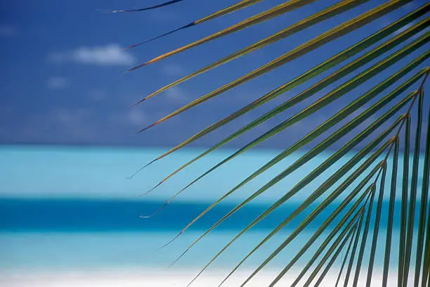 palmtree in front of blue sea