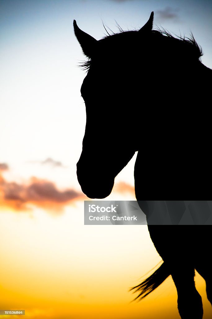 Horse Silhouette Silhouette of a horse at sunset. Copy Space Stock Photo