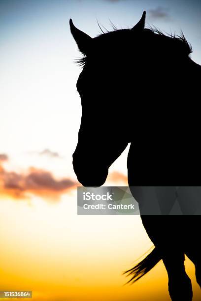 Horse Silhouette Stock Photo - Download Image Now - Copy Space, Dusk, Horse