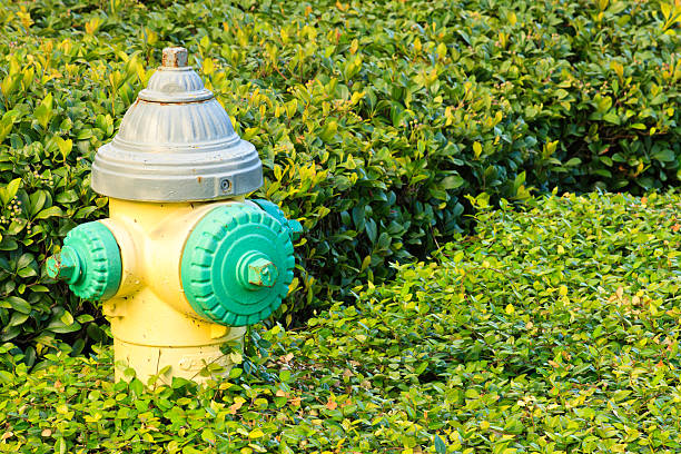 A green, yellow, and grey fire hydrant in the midst of vivid green bushes.