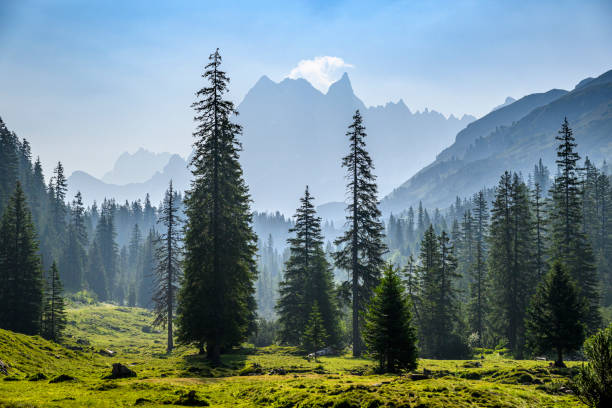 Misty forest landscape in the mountains. Silbertal, Montafon, Vorarlberg