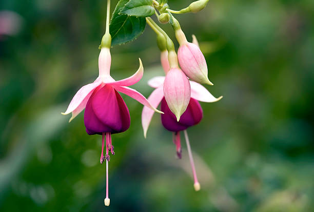 Fuchsia Plant Fuchsia Plant with a blurred  background california fuchsia stock pictures, royalty-free photos & images