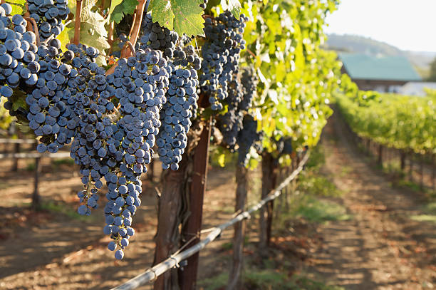 maduras uvas - california napa valley vineyard farmhouse fotografías e imágenes de stock
