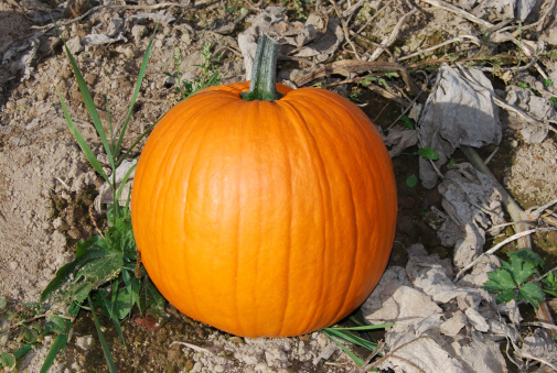 One pumpkin on the ground in the pumpkin patch.