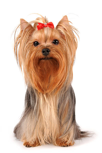 istock Yorkshire terrier sits on white background 151537466