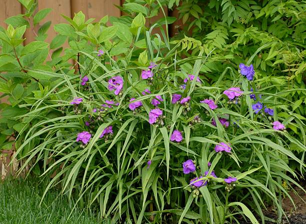 tradescantia le jardin - tradescantia epidermis photos et images de collection