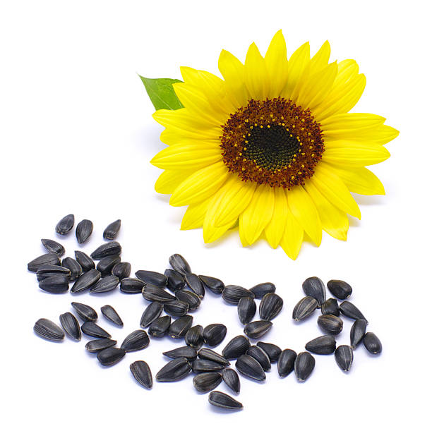 istock seeds and  sunflower 151537894