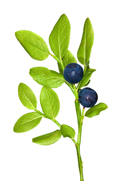 istock blueberry branch isolated on white 151538268
