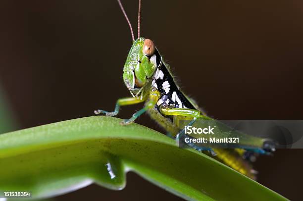 Konik Polny - zdjęcia stockowe i więcej obrazów Bliskie zbliżenie - Bliskie zbliżenie, Czułek, Dzikie zwierzęta