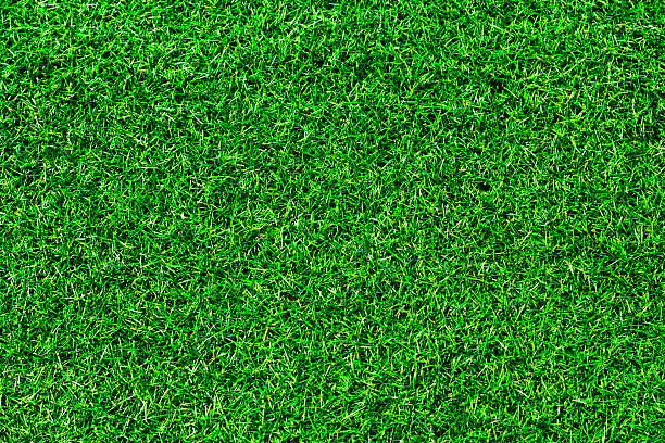 istock A close-up of some very green grass 151538403