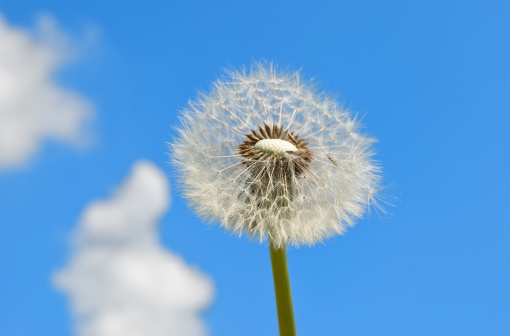dandelion with seeds blowing away