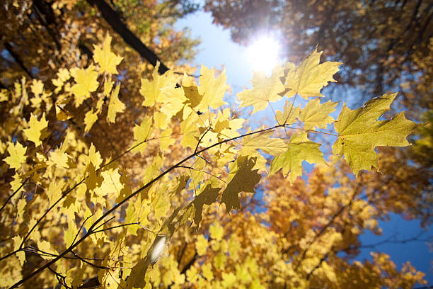 Autumn Maple leaves in the Sun stock photo