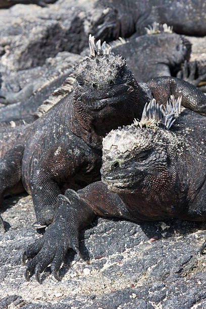 istock Two Galapagos Marine Iguanas Sunning Themselves 151538852