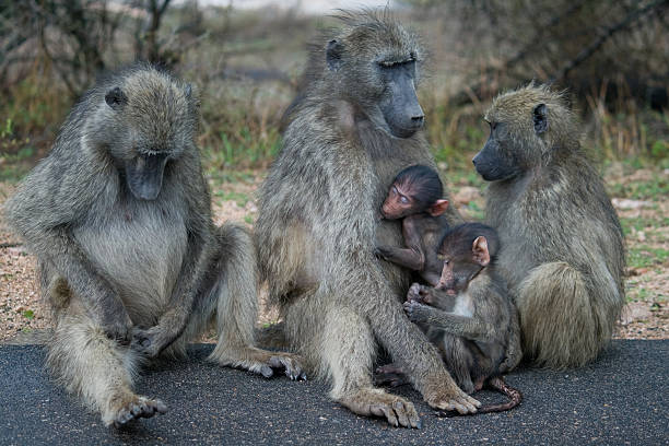 istock Family vervet monkeys 151539273