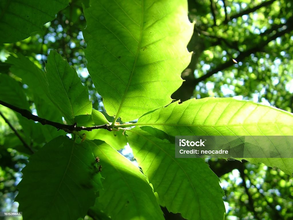 Luz através da floresta ensolarada folhas - Foto de stock de Bosque - Floresta royalty-free