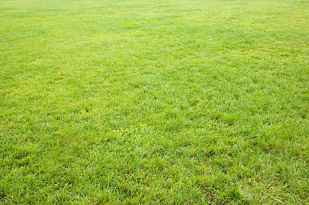 lawn stock photo