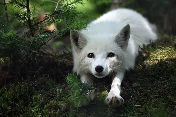 Photo of Arctic Fox