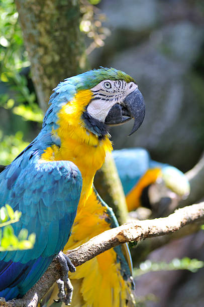 Blue-and-yellow Macaw stock photo