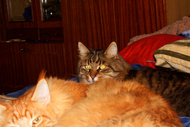 Maine Coon cats in the Christmas interior