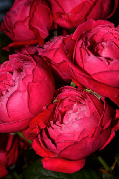 istock Bouquet of bright red-pink roses 1515404073