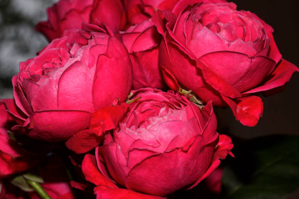 istock Bouquet of bright red-pink roses 1515404083