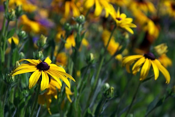 Field of Black-Eyed Susans stock photo