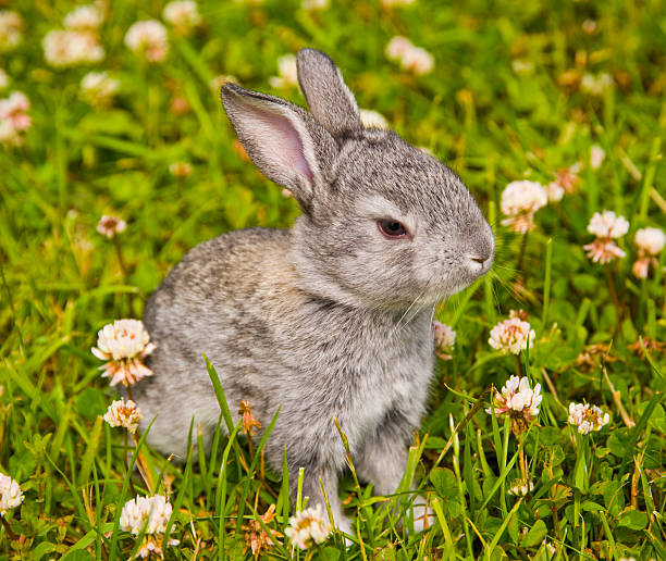 little rabbit stock photo