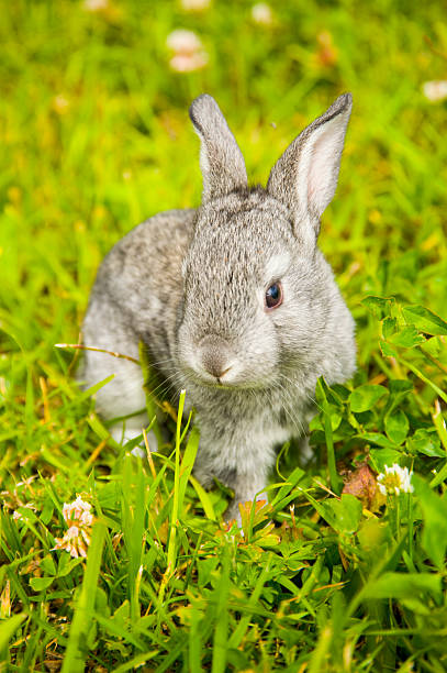 little rabbit stock photo
