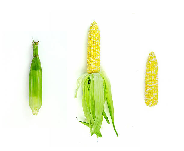 Corn on the Cob stock photo