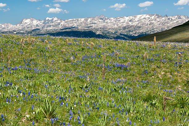 istock Alpine wildflower landscape 151540944