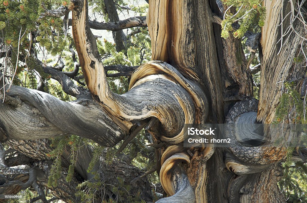 Tourbillons et Whorls dans l'Ancient Bristlecone Pine Forest - Photo de Pin de Bristlecone libre de droits