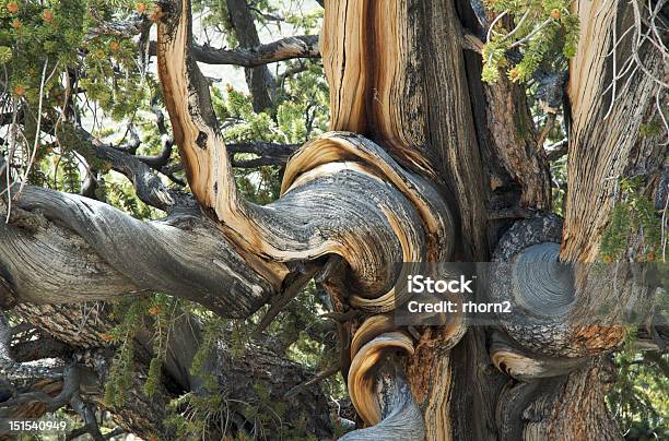 Photo libre de droit de Tourbillons Et Whorls Dans Lancient Bristlecone Pine Forest banque d'images et plus d'images libres de droit de Pin de Bristlecone