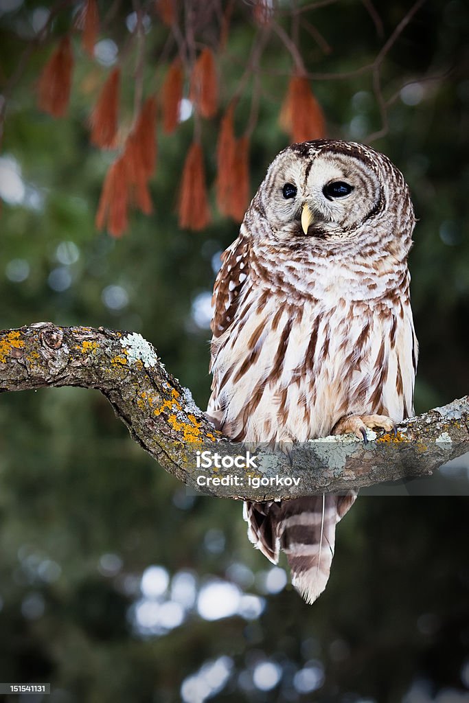 Barred Owl Barred owl perched on a lichen covered branch Barred Owl Stock Photo