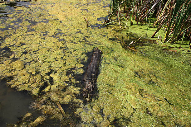Lake Algae with logs and reeds stock photo