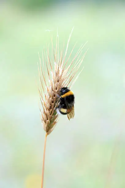 Bee relaxing on ear of wheat