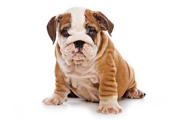 istock Bulldog puppy on white background 151541504