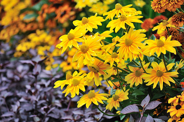 istock yellow rudbeckia flowers 151541730