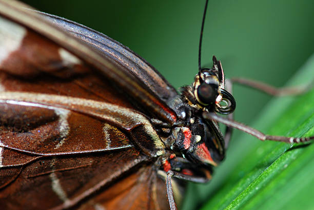 istock Butterfly detail 151541858