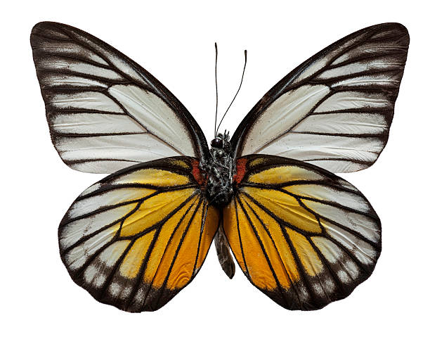 istock Redspot Sawtooth Butterfly 151541907
