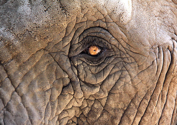 elefant - animal close up elephant animal eye 뉴스 사진 이미지