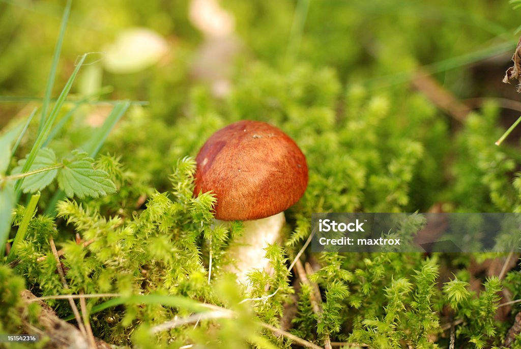 Red-cap mushroom (Leccinum aurantiacum) Red-cap mushroom in moss. Autumn Stock Photo